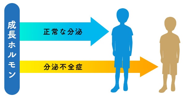 成長ホルモンの量には個人差があり、十分に栄養を摂取していても成長ホルモンの量が少なく、身長が伸びないまま成長期が終わってしまう方もいらっしゃいます。